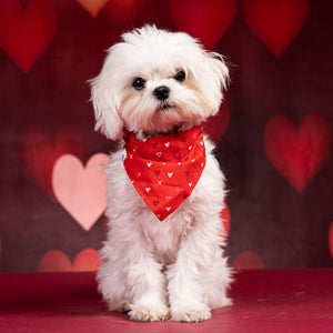 Valentines Day Dog