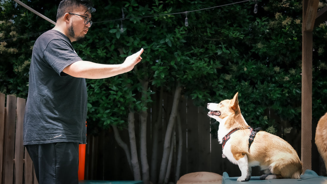 The Power of R+ Positive Training: A Gentle Approach for Your Beloved Small Dog