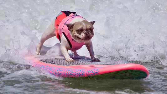 Making a Splash at the World Dog Surfing Championship