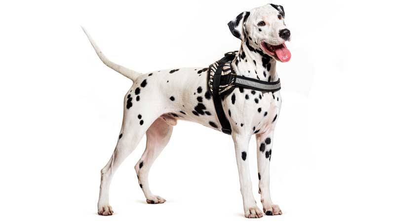 Dalmation Dog wearing a Harness