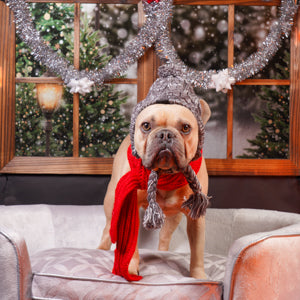 Christmas Dog - Joseph